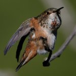 Hummer55.jpg