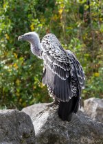 Zoo-0694.jpg
