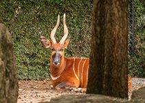 Zoo-0682.jpg