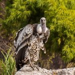 Zoo-0677-Edit.jpg