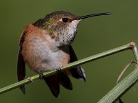 Hummer43.jpg