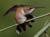 Hummer44.jpg