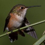 Hummer47.jpg