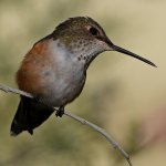 Hummer57.jpg