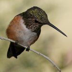 Hummer58.jpg