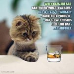 cat.jpg