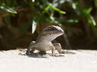 Lizard.jpg
