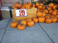 322927d1570813485-pumpkin-priice-20191008_151848.jpg