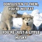 husky.jpg