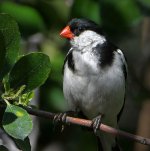Whydah2.jpg