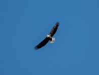 LR Eagle 1 (1 of 1).jpg