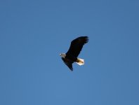 LR Eagle 3 (1 of 1).jpg