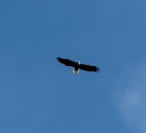 LR Eagle 2 (1 of 1).jpg