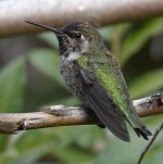 Hummer2.jpg