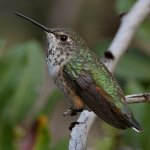 Hummer12.jpg