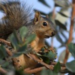 Squirrel.jpg