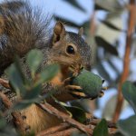 Squirrel2.jpg