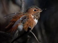 Hummer23.jpg