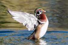 WoodDuckFlapping-400.jpg
