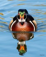 WoodDuck-401.jpg