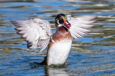 WoodDuckFlapping-401.jpg