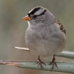 Sparrow2.jpg