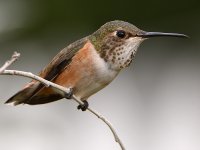 Hummer5.jpg