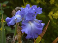 Iris.jpg