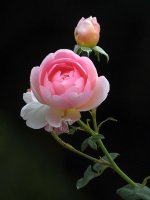 Rose.jpg