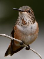 Hummer3.jpg