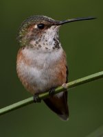Hummer16.jpg