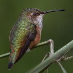 Hummer20.jpg