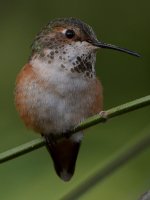 Hummer31.jpg
