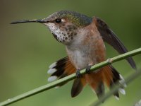 Hummer36.jpg