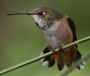 Hummer37.jpg