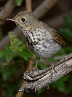 HermitThrush7.jpg
