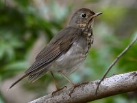 HermitThrush13.jpg