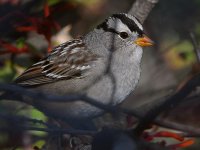 Sparrow2.jpg