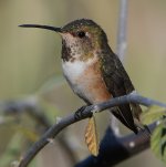 Hummer3.jpg
