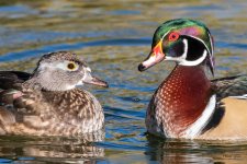 WoodDuckPair-400.jpg