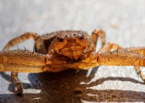 spider-1119.jpg