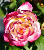 _ROY4138_01.jpg