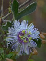 Passiflora.jpg