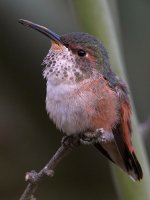 Hummer9.jpg