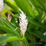 flower-1.jpg
