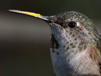 Hummer6.jpg