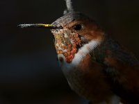 Hummer12.jpg