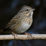 LincolnSparrow4.jpg