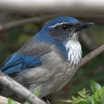 ScrubJay2.jpg