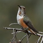 Hummer.jpg
